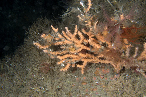 Sabella discifera