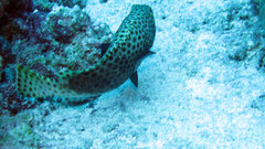 Epinephelus macrospilos