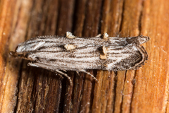 Leptogeneia bicristata
