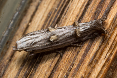 Leptogeneia bicristata