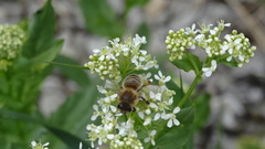 Apis mellifera