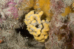 Axinella damicornis
