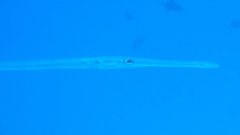 Syngnathoidei