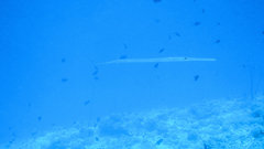 Syngnathoidei
