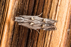 Leptogeneia bicristata