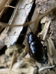 Loboptera canariensis
