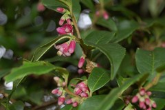 Symplocos breedlovei