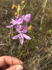 Calopogon