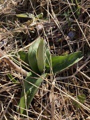 Orchis mascula