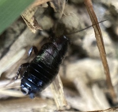 Loboptera canariensis