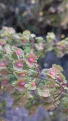 Rumex