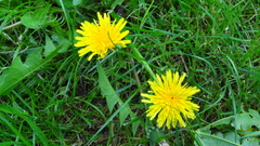 Taraxacum officinale