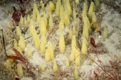 Ciocalypta penicillus