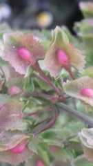 Rumex