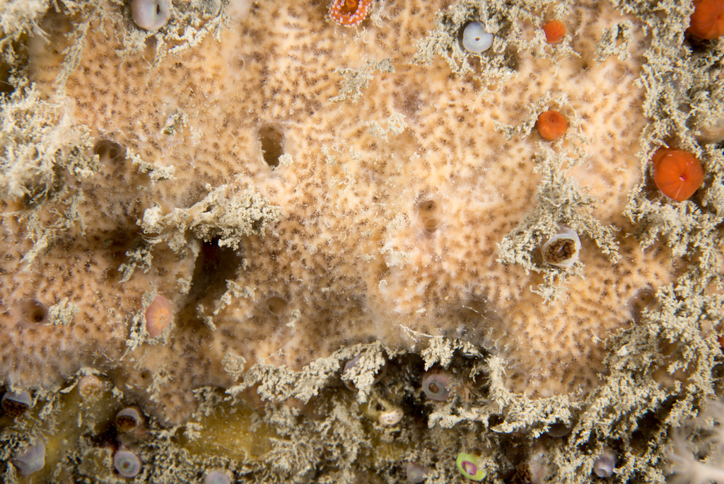 Haliclona fibulata