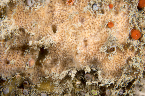Haliclona fibulata