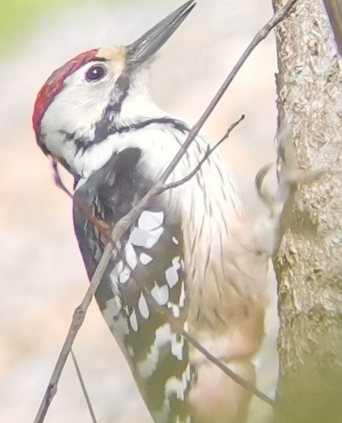 White-backed Woodpecker