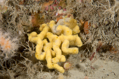 Axinella damicornis
