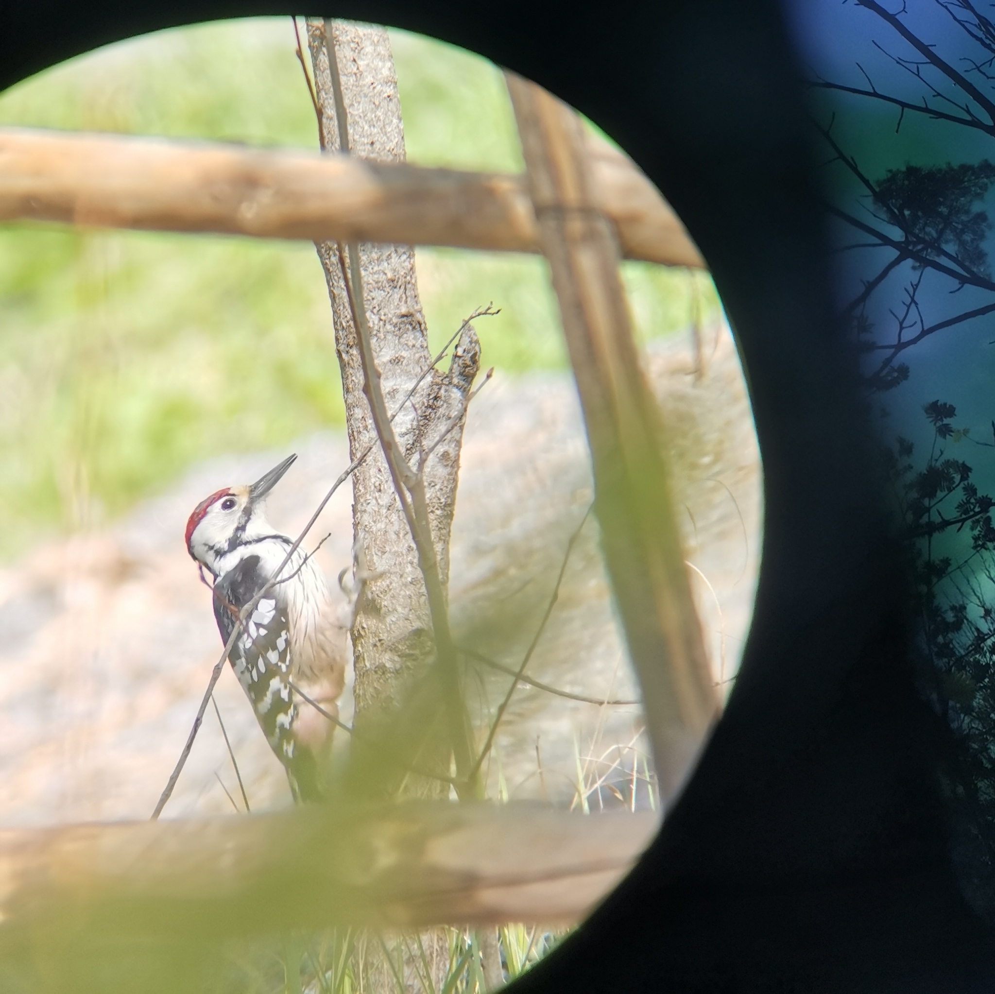 White-backed Woodpecker