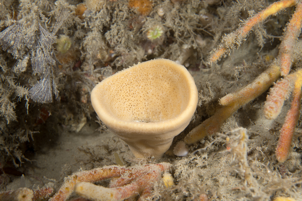 North atlantic cup sponge