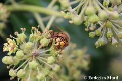 Vespa crabro
