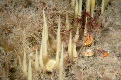 Ciocalypta penicillus