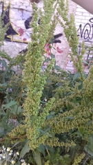 Rumex
