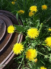 Taraxacum officinale