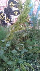 Rumex