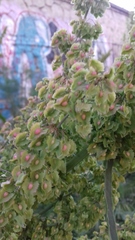 Rumex