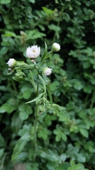 Erigeron philadelphicus