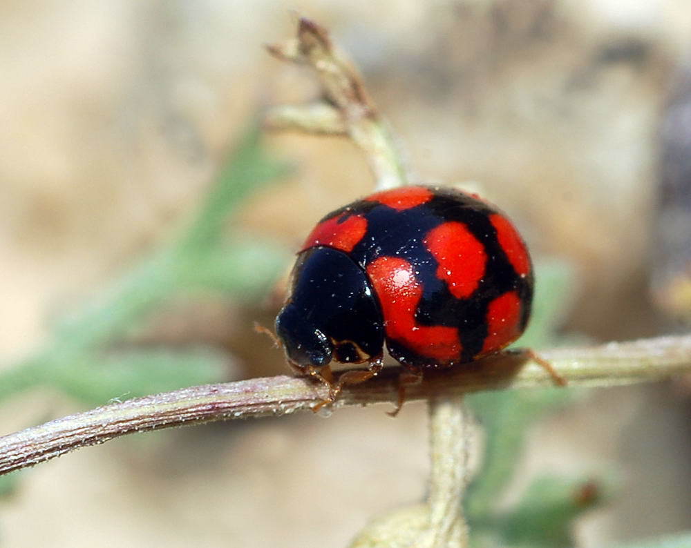 Oenopia oncina