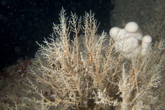 Halecium halecinum