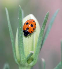 Coccinella undecimpunctata