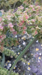 Rumex