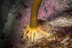 Laminaria ochroleuca