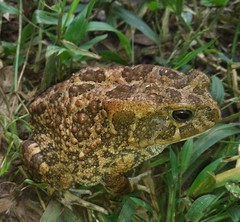 Sclerophrys regularis
