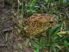 Sclerophrys regularis
