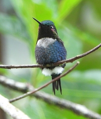 Chaetocercus heliodor