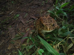 Sclerophrys regularis