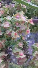 Rumex
