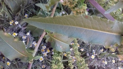 Rumex