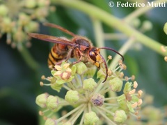 Vespa crabro