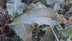 Rumex