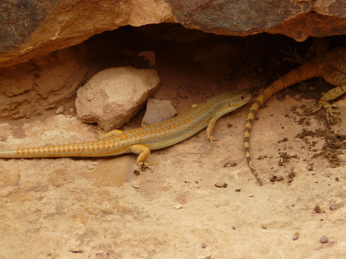 Gold Skink, Eumeces schneiderii