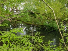 Potamogeton robbinsii
