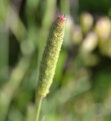 Alopecurus geniculatus