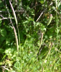 Alopecurus geniculatus