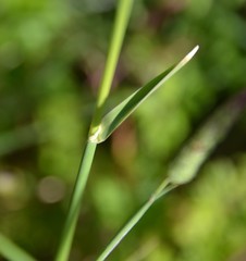 Alopecurus geniculatus