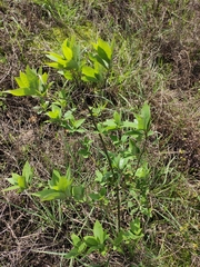 Litsea pungens